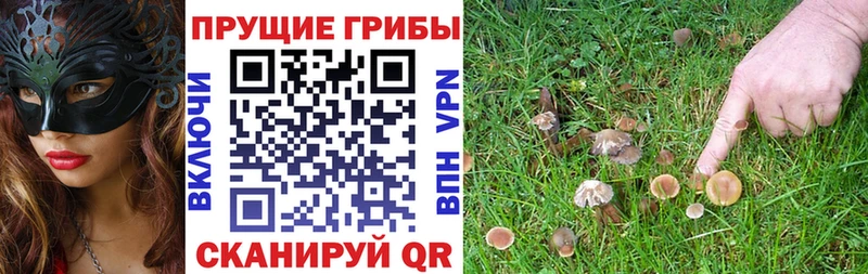 наркотики  Гурьевск  Псилоцибиновые грибы Cubensis 